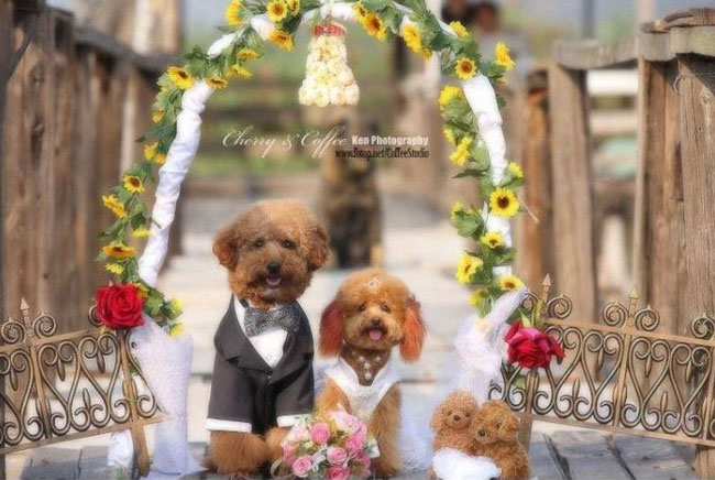 Собачья свадьба (21 фото)