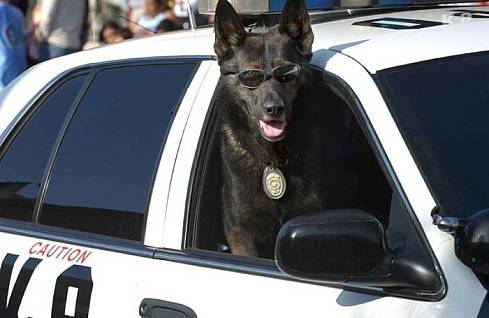 Собака - Полицейский