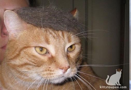 Кошки и другие животные в париках (55 фото)