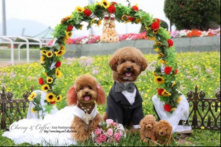 Собачья свадьба (21 фото)