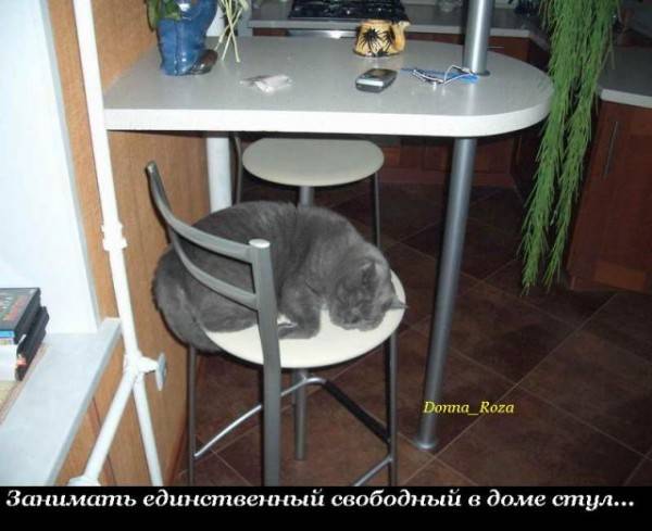 Обязанности домашнего кота (19 правил)