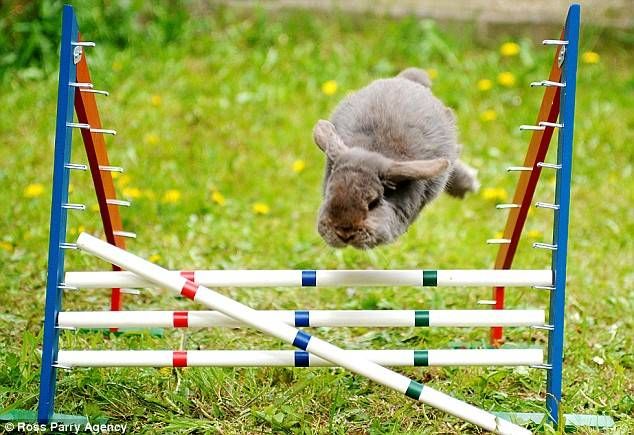 Маленькие прыгающие кролики