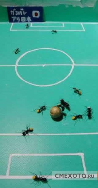 Футбольная лига муравьев (7 фото)