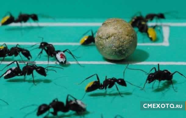 Футбольная лига муравьев (7 фото)