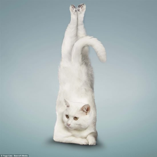 Коты - йоги (5 фото)