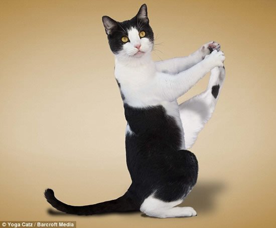 Коты - йоги (5 фото)