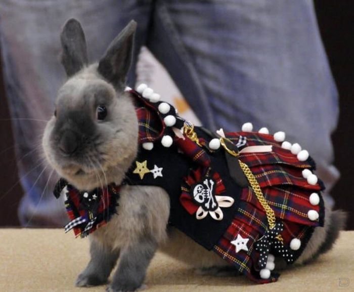 Забавные модные кролики (12 фото)