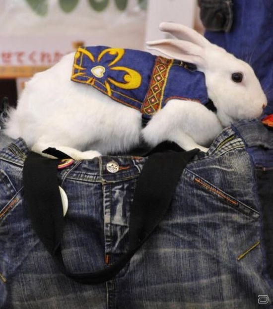 Забавные модные кролики (12 фото)