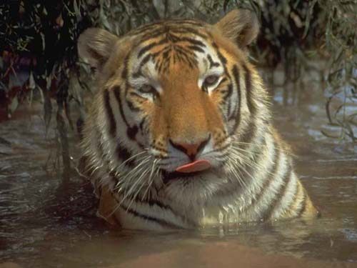 Очень красивые фото тигров, львов, гепардов, пантер, пум, рысей (95 фото)