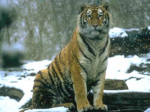 Очень красивые фото тигров, львов, гепардов, пантер, пум, рысей (95 фото)