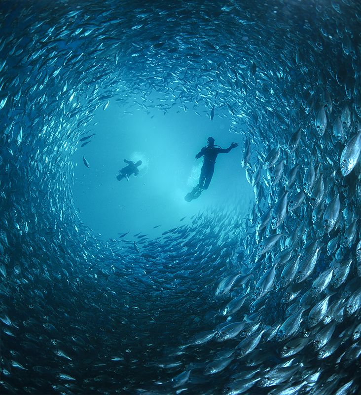 Искусство подводных фотографий в работах Zena Holloway (26 фото)