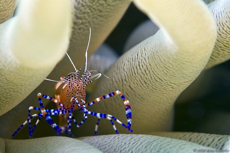 И вновь сумасшедшие виды подводного царства (28 фото)