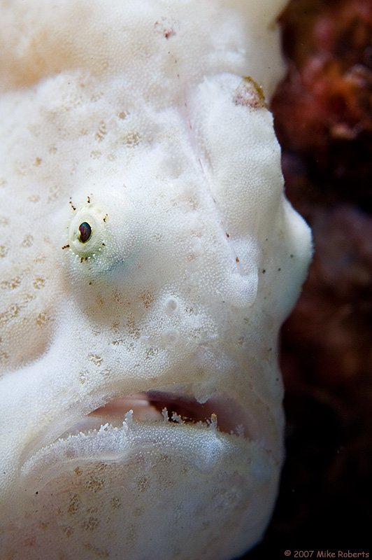 И вновь сумасшедшие виды подводного царства (28 фото)