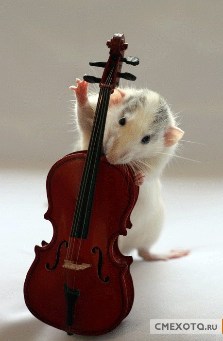 Крысы, которые играют на музыкальных инстументах (9 фото)