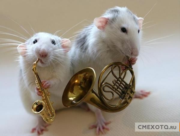 Крысы, которые играют на музыкальных инстументах (9 фото)