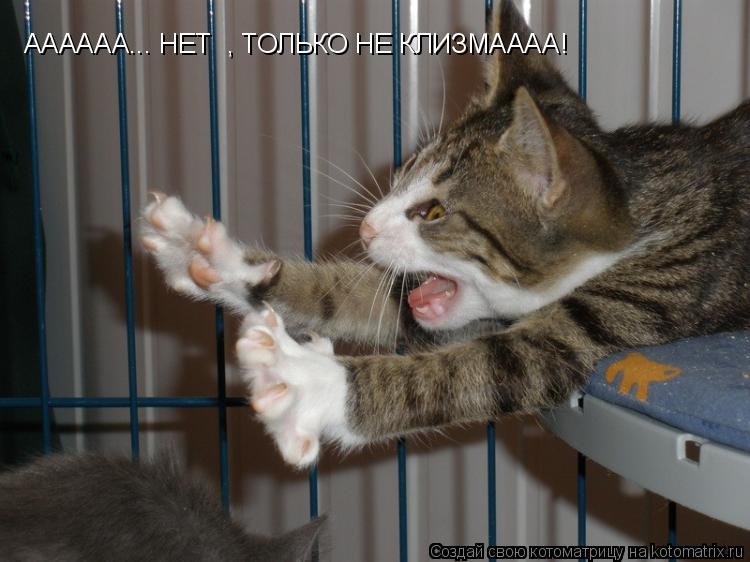 Смешные фото приколы с кошками (20 фото)