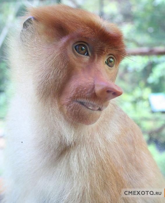 Юморные обезьянки ( 7 фото)