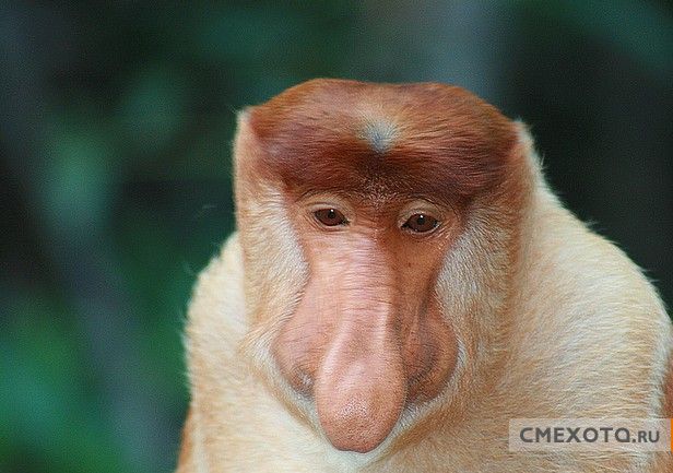 Юморные обезьянки ( 7 фото)