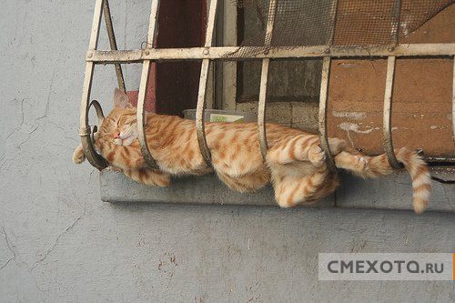 Спящие кошки (19 фото)