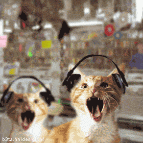 Музыкальные коты (10 анимашек)