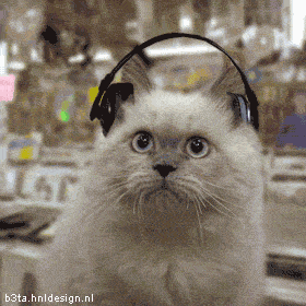 Музыкальные коты (10 анимашек)