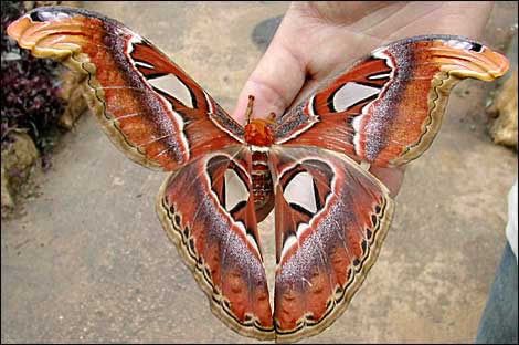 Самые большие в мире Бабочки (6 фото)