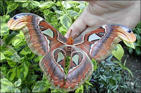 Самые большие в мире Бабочки (6 фото)