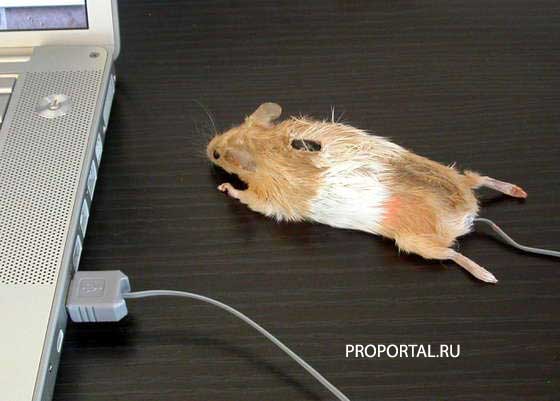 Живая компьютерная мышка