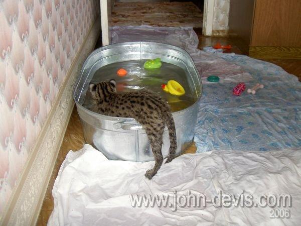 Виверровый кот-рыболов (40 фото)