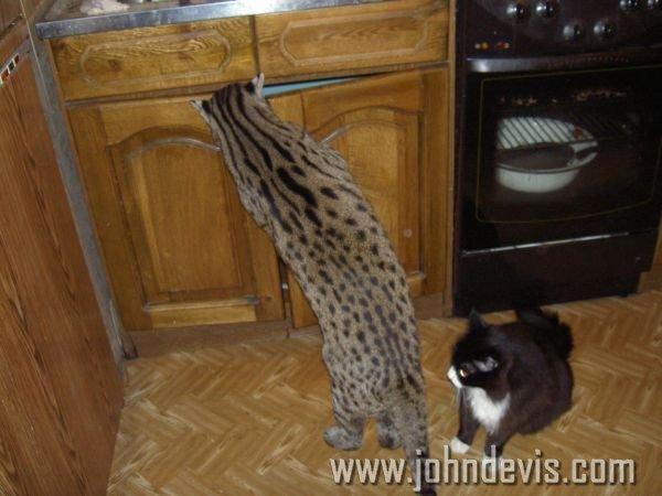 Виверровый кот-рыболов (40 фото)