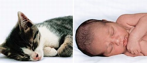 Дети и котята - малыши так похожи (8 фото)