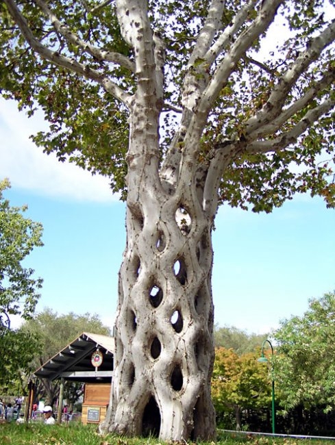 Необычные деревья (большая фотоподборка)