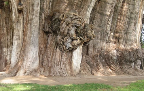 Необычные деревья (большая фотоподборка)