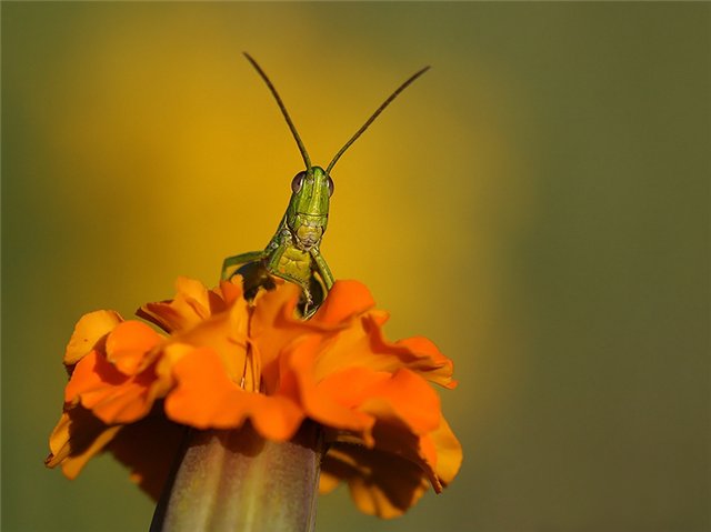 Картинки с животными (43 фото)