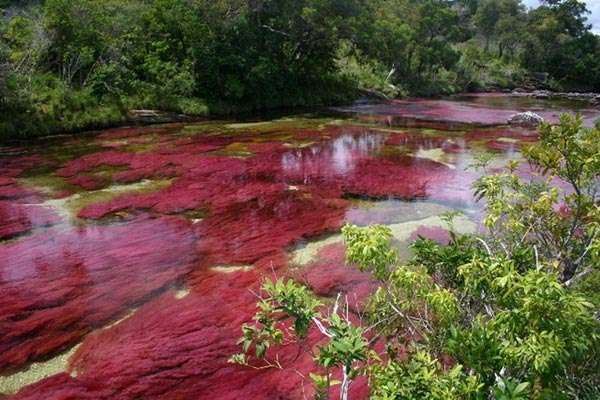 Каньо Кристалес (Cano Cristales – Кристальная река) (40 фото)