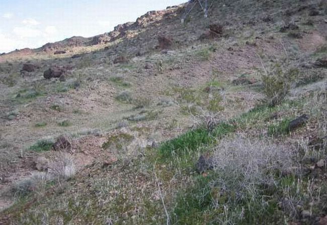 Нешуточная маскировка (18 фото) Нешуточная маскировка (18 фото)