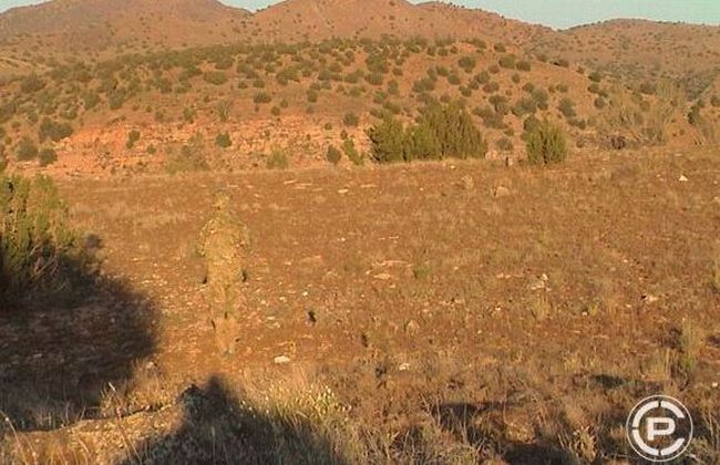 Нешуточная маскировка (18 фото) Нешуточная маскировка (18 фото)