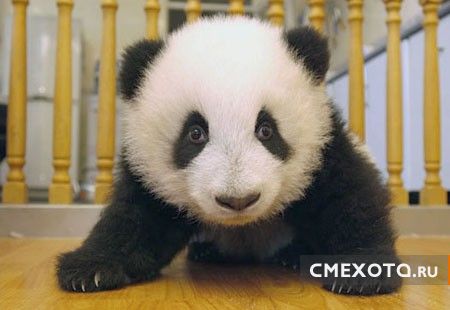http://cmexota.ru/uploads/2009/02/19/panda_medved17.jpg