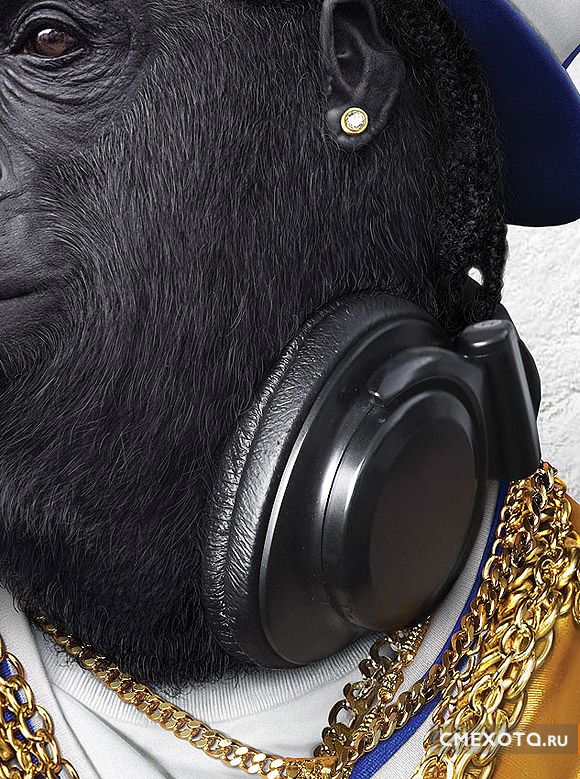 Стильные обезьяны (10 фото) Стильные обезьяны (10 фото)