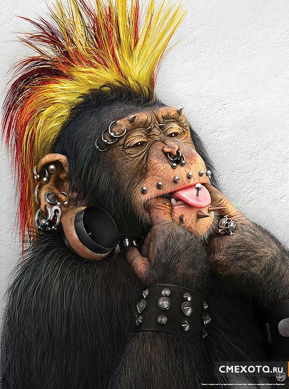 Стильные обезьяны (10 фото) Стильные обезьяны (10 фото)