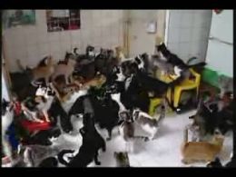 Жесть: 130 кошек в одной комнате