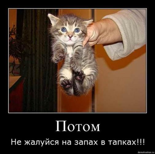  !!! Cats_so_funny17