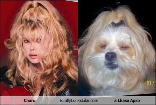 Смешные сходства (95 фото) Смешные сходства (95 фото)