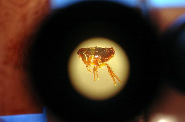 Мастер миниатюр Николай Алдунин (13 фото) Мастер миниатюр Николай Алдунин (13 фото)