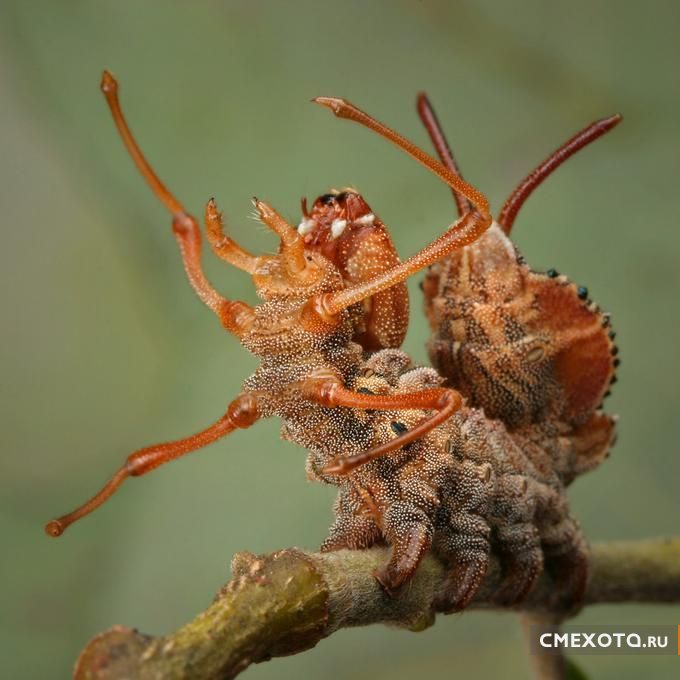 Микрокосмос - Серия пятая (20 фото)