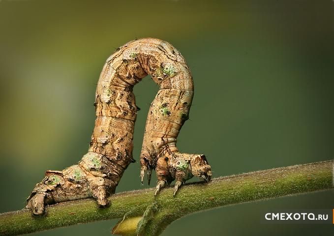 Микрокосмос - Серия пятая (20 фото)
