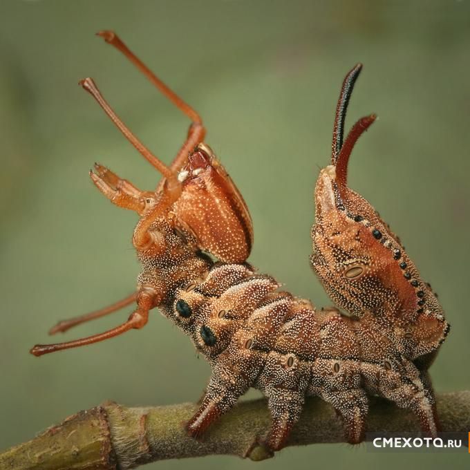 Микрокосмос - Серия пятая (20 фото)