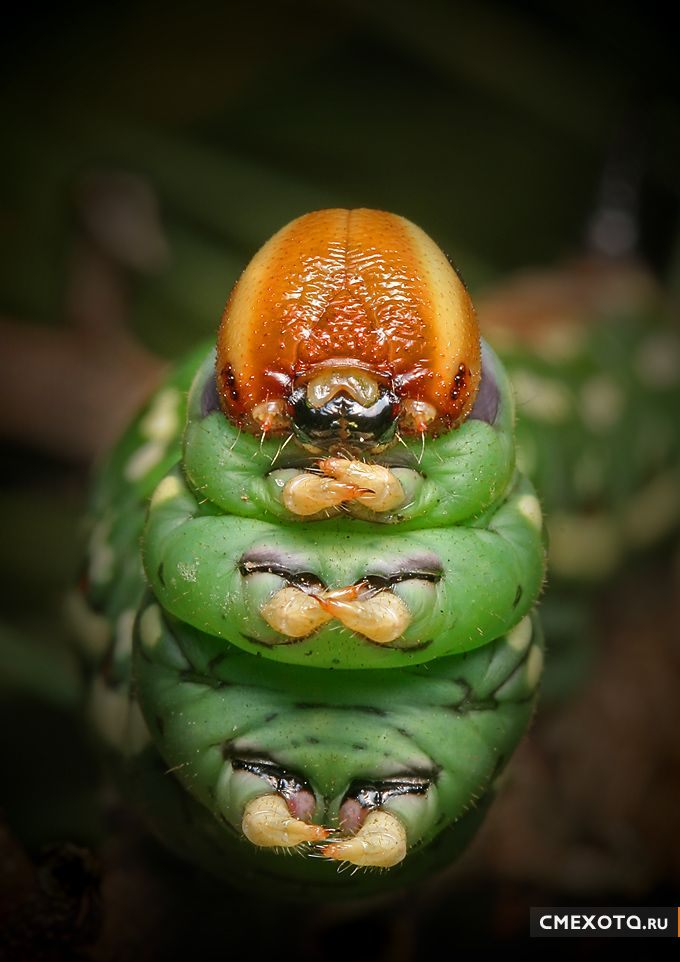 Микрокосмос - Серия пятая (20 фото)