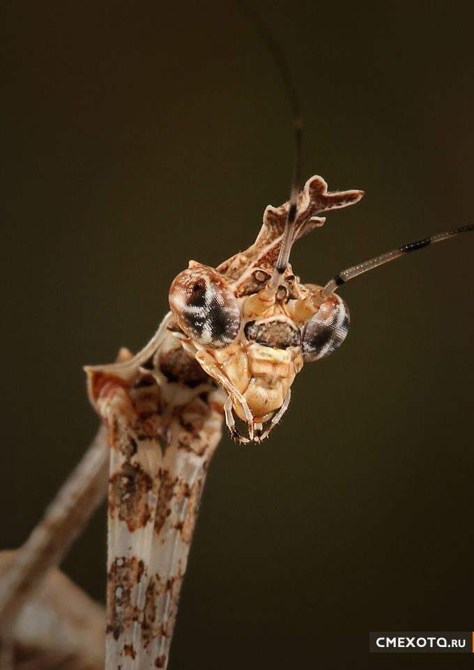 Микрокосмос - Серия пятая (20 фото)