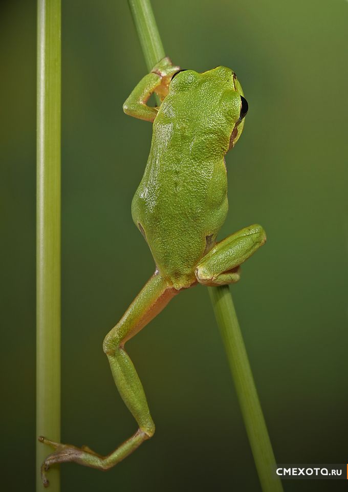 Микрокосмос - Серия пятая (20 фото)